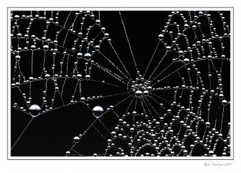 landscapes in dew drop 2.jpg